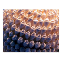 Shell Ball Post Card