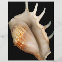 Shell - Conchology - Conch Custom Flyer
