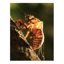 Shell Of A Cicada Postcard