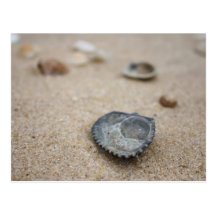 Shell Postcard
