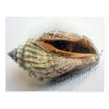 Shell Postcard