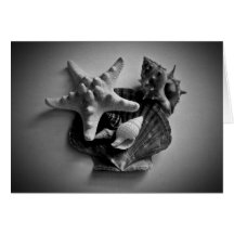 Shells in black and white blank card for your text