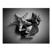 Shells in black and white postcard