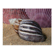 Shells in the Sand Postcard