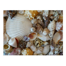 Shells Of Sanibel Post Card