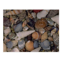 Shells of the World Shell Post Card