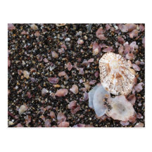 Shells Post Cards