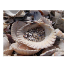 Shells Postcard