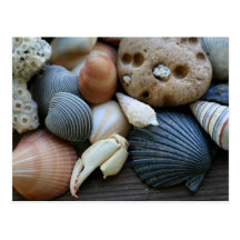 shells postcard