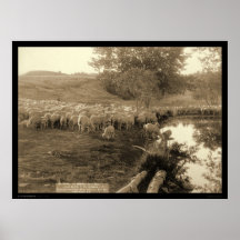Shepherd and Flock South Dakota 1891 Print