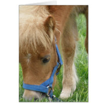 Shetland Pony Greeting Card
