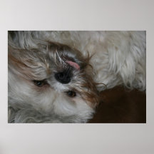 shi tzu puppy dog adorable cute photo poster