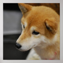 Shiba Inu Poster