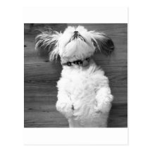 Shih Tzu Nap Postcard