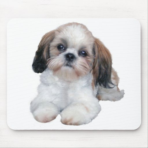 Shih Tzu Puppy Mousepad