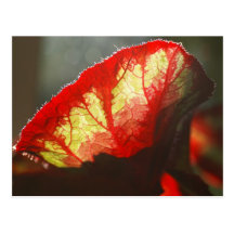 Shining red leaf postcard