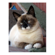 Shiva the Snowshoe Postcard