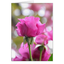 Shocking Pink Beautiful Rose Card