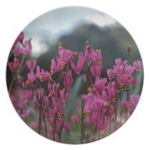 Shooting Star Dinner Plate