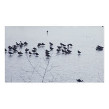 shorebirds on a lake business card