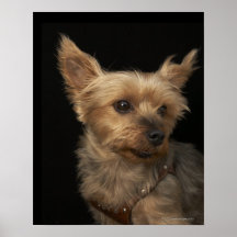 Short haired Yorkie dog looking to the right Posters