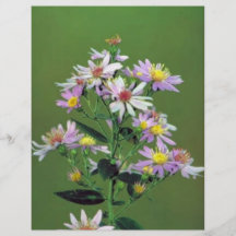 Short's Aster Custom Flyer