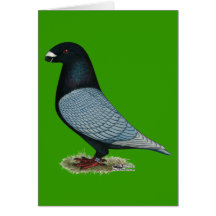Show Racer Andalusian Cards