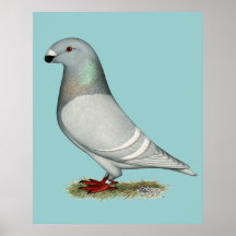 Show Racer Concept Hen Poster