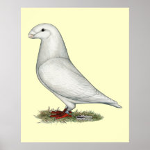 Show Racer White Poster