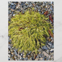 Shrubby plants on pebbles flyers
