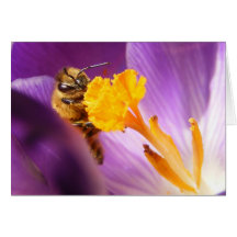 Shy Bee ~ card