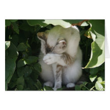 Shy Cat Greeting Card