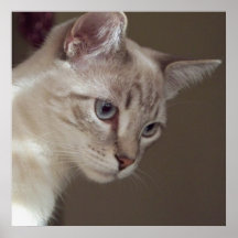 Siamese Bengal Kitten Poster Print