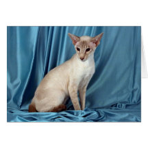 Siamese, lilac point greeting card