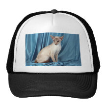 Siamese, lilac point mesh hat