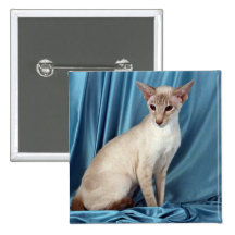 Siamese, lilac point pinback buttons