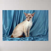 Siamese, lilac point posters
