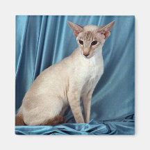 Siamese, lilac point refrigerator magnets