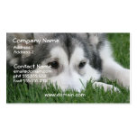 Siberian Husky Dog Business Card