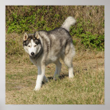 Siberian Husky Dog Print