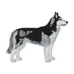 Siberian Husky