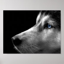 Siberian Husky Face Print