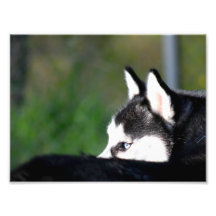 Siberian Husky Art Photo