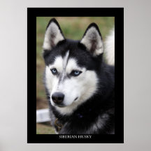 Siberian Husky Poster
