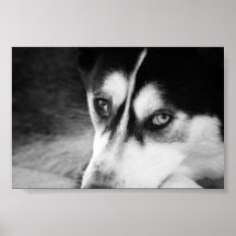 Siberian Husky Posters