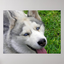 Siberian Husky Poster