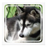 Siberian Husky Profile Invitations