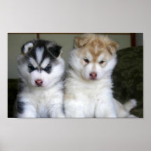 Siberian Husky Puppies Print