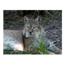 siberian lynx 017 post card