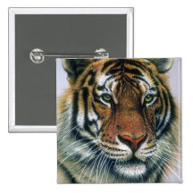 Siberian Tiger head Buttons